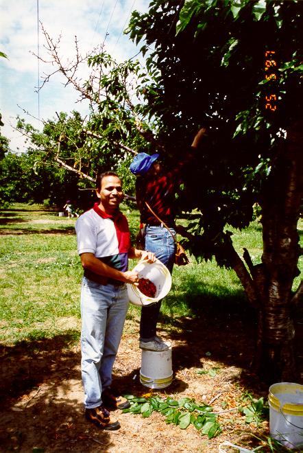 Cherry Picking is fun !