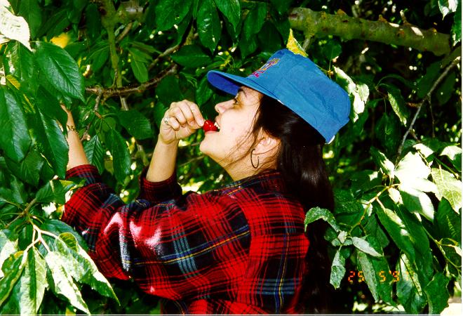 These cherries are really tasty !